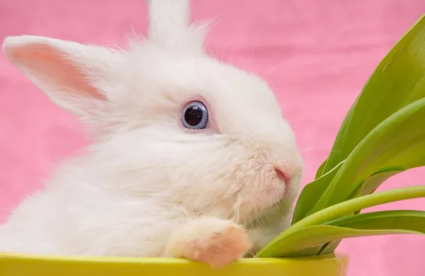 Portret van wit konijn — Stockfoto