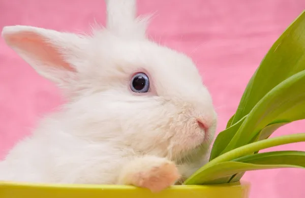 stock image Portrait of white rabbit