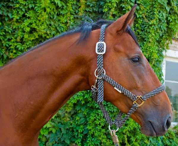 Портрет красной лошади — стоковое фото