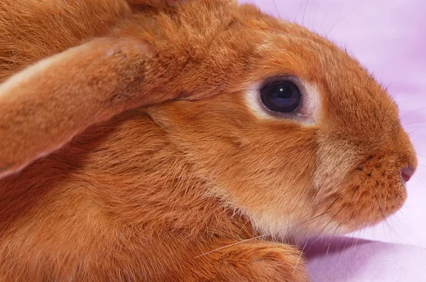 Kırmızı tavşan portresi — Stok fotoğraf