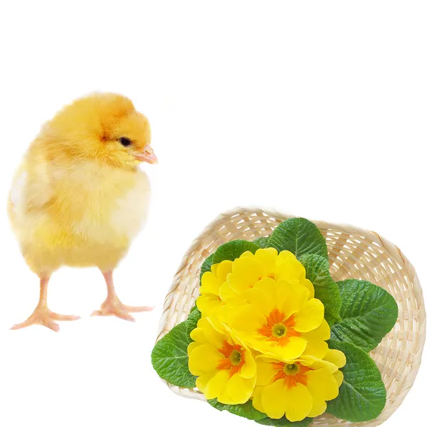 Pretty chicken and basket with primrose — Stock Photo, Image