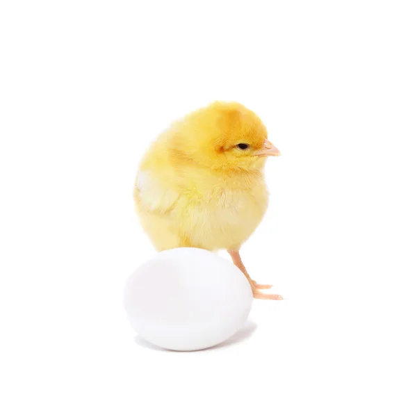 Pretty chicken and egg — Stock Photo, Image