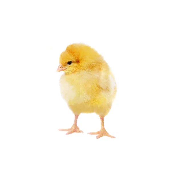 Hübsches Huhn — Stockfoto