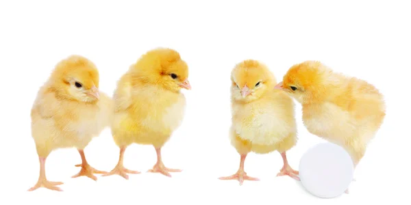 Красивые цыплята и яйца — стоковое фото