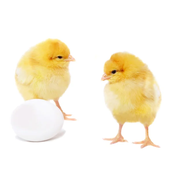 Pretty chickens and egg — Stock Photo, Image