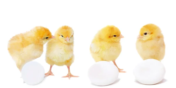 Lindas galinhas e ovos — Fotografia de Stock