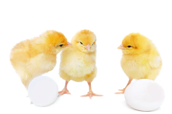 Pretty chickens and eggs — Stock Photo, Image