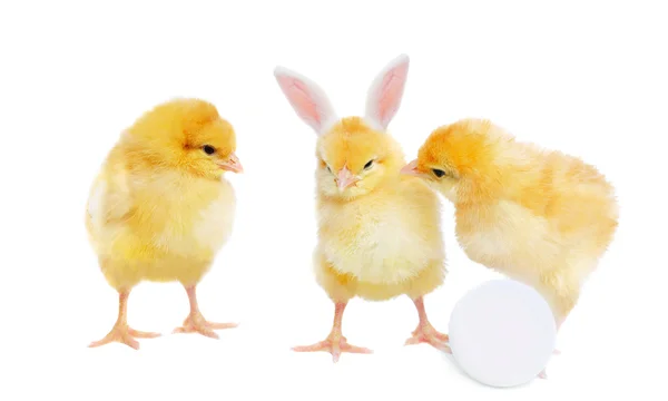 Pretty chickens with egg and bizarre bunny — Stock Photo, Image