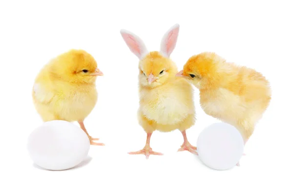 Pretty chickens with eggs and bizarre bunny — Stock Photo, Image