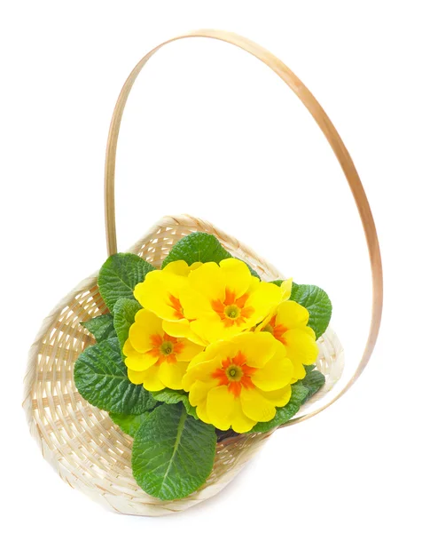 Primrose yellow flowers in basket — Stock Photo, Image