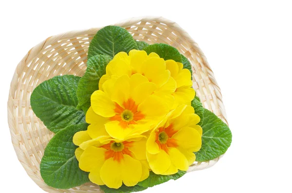 Primeln gelbe Blumen im Korb — Stockfoto