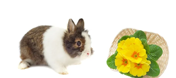 Conejo y cesta con primulas —  Fotos de Stock