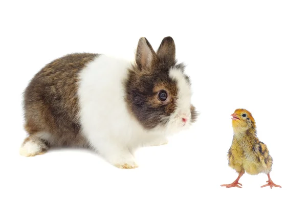 Kaninchen und Wachteln — Stockfoto