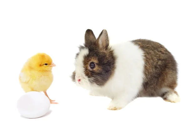 Кролик и желтая курица с яйцом — стоковое фото