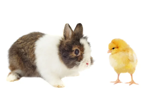 Kanin och gula kyckling — Stockfoto