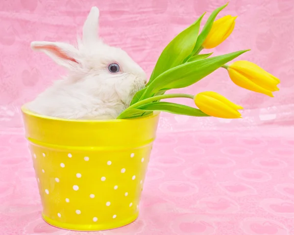 Kanin och gula tulpaner — Stockfoto
