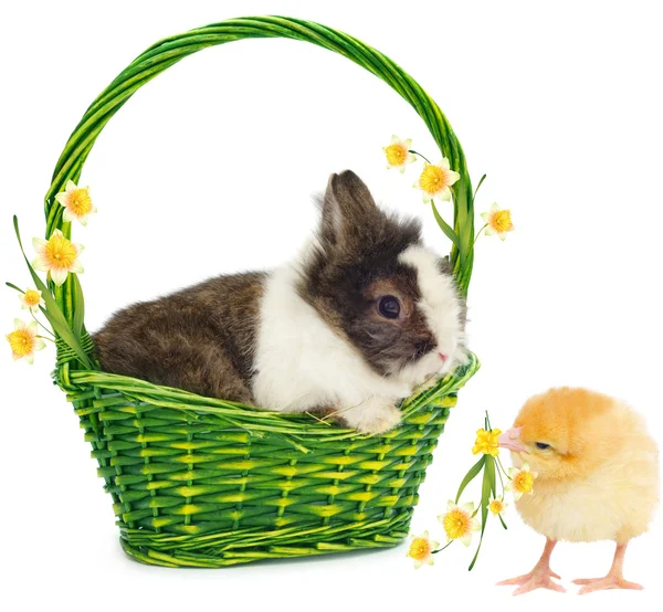 Кролик в зеленой корзине и курица — стоковое фото