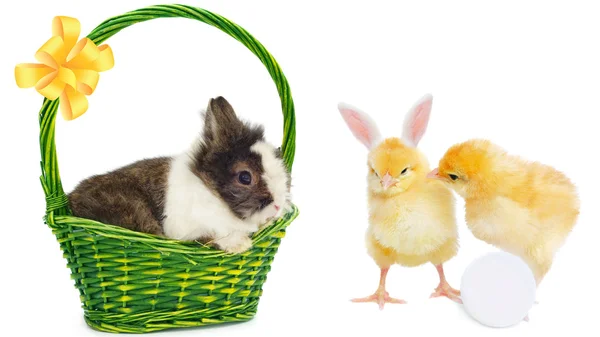 Coelho em cesta verde e galinhas bonitas — Fotografia de Stock