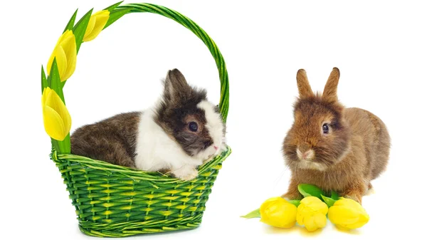 Кролик в зеленому кошику і кролик з жовтими тюльпанами — стокове фото