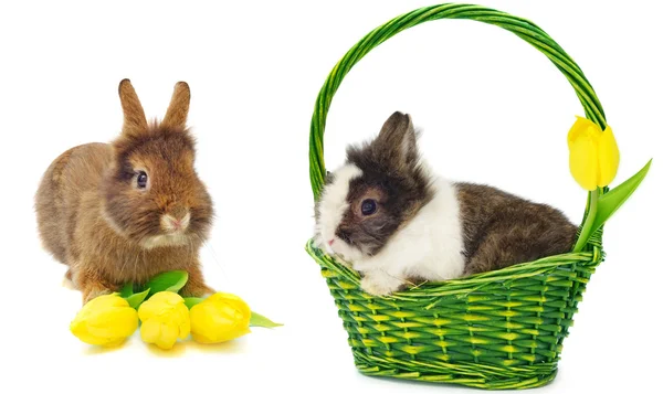 Кролик в зеленому кошику і кролик з жовтими тюльпанами — стокове фото