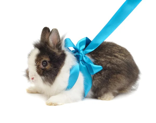 Conejo con lazo azul — Foto de Stock