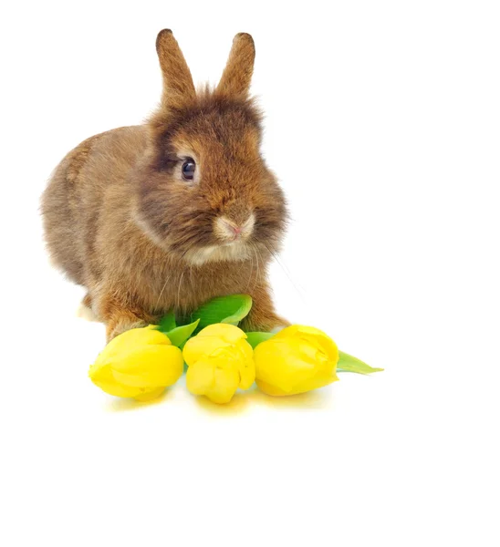 Kanin med tulpaner — Stockfoto