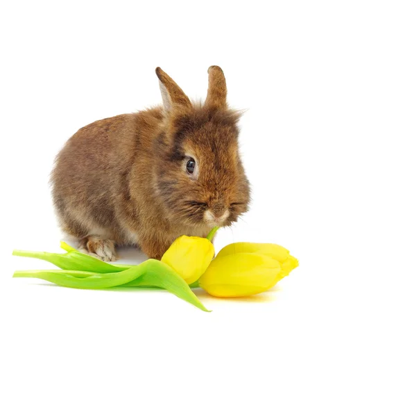 Conejo con tulipanes — Foto de Stock