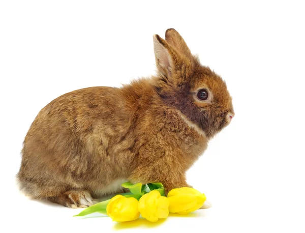 Kanin med tulpaner — Stockfoto