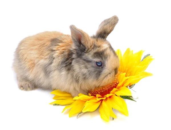 Conejo con tulipanes y pollo amarillo — Stockfoto