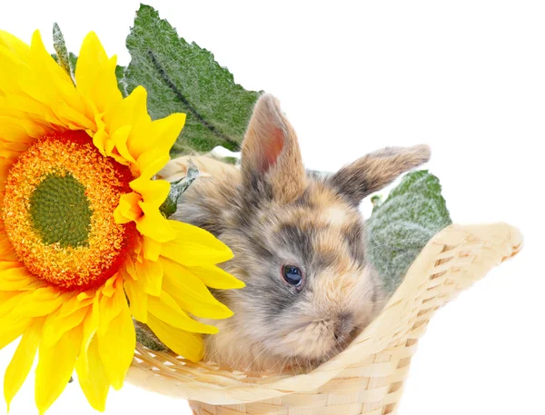 Kanin med gul blomma — Stockfoto