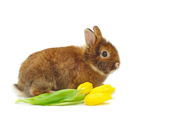 Conejo con tulipanes amarillos —  Fotos de Stock
