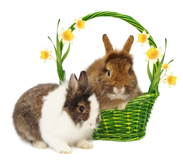Kaniner och korg och narcissus — Stockfoto