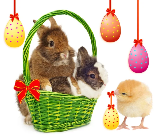 Kaniner och kyckling med färgglada ägg — Stockfoto