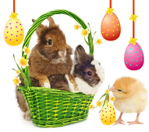 Rabbits and chicken — Stock Photo, Image