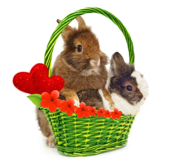 Kaniner och grön korg med hjärtan — Stockfoto