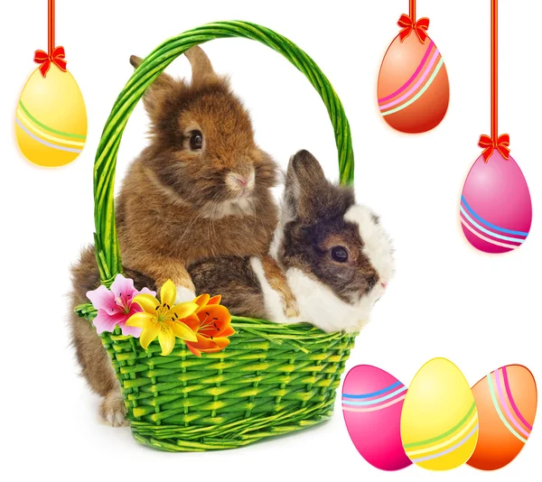 Кролики в корзине и разноцветные яйца — стоковое фото