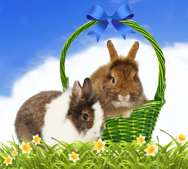 Rabbits in basket on blue sky background — Stock Photo, Image