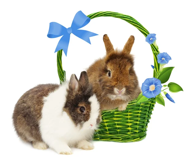 Кролики в корзине с голубыми цветами и луком — стоковое фото
