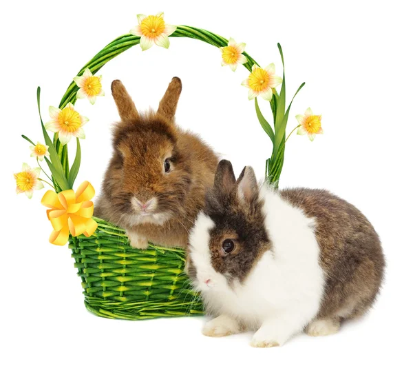 Kaniner i korg med narcisser och rosett — Stockfoto