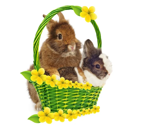 Rabbits in basket with yellow flowers — Stock Photo, Image