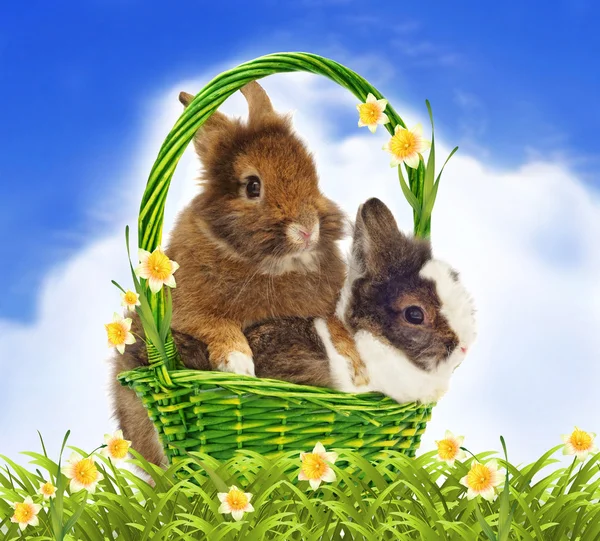 Rabbits in basket with yellow jonquils — Stock Photo, Image