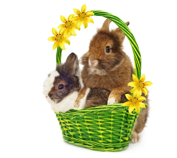 Rabbits in basket with yellow lilys — Stock Photo, Image