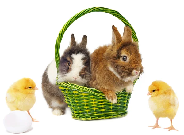 Кролики в зеленой корзине и курицы с яйцом — стоковое фото