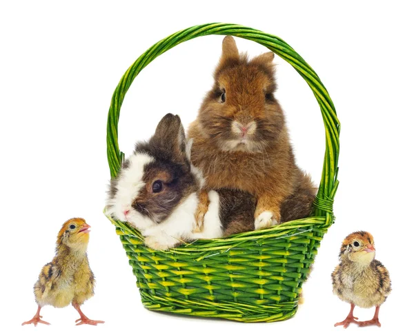 Кролики в зеленому кошику і кури — стокове фото