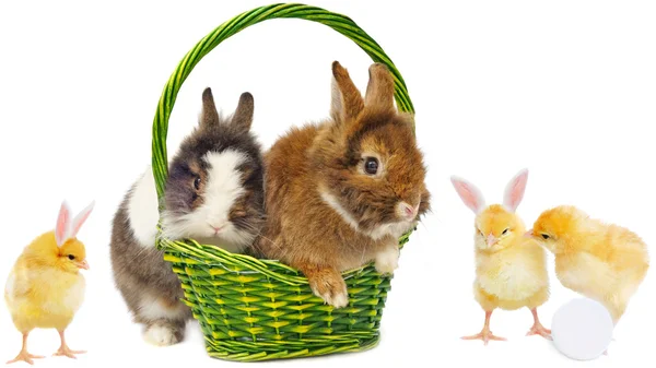 Rabbits in green basket and pretty chickens — Stock Photo, Image