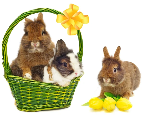 Kaniner i grön korg och kanin med tulpaner — Stockfoto