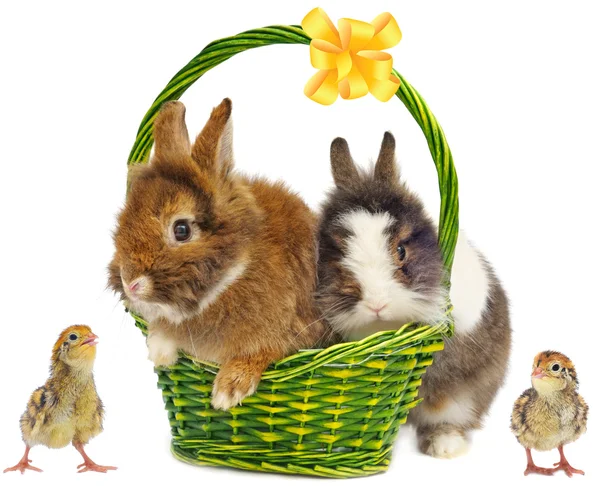 Conigli in cesto verde con fiocco e polli — Foto Stock