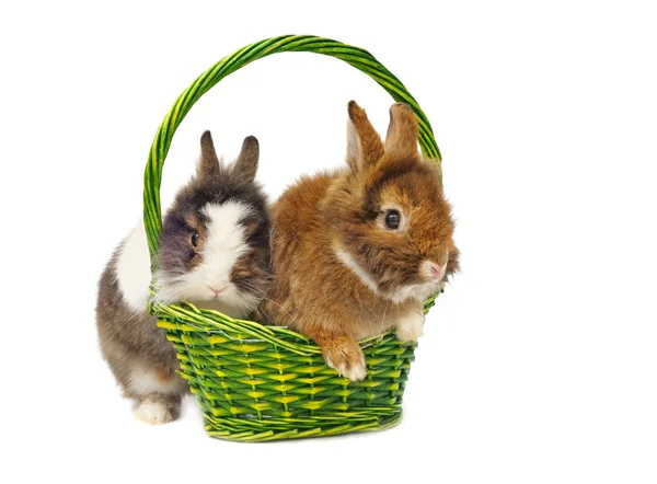 Kaniner i grön korg — Stockfoto