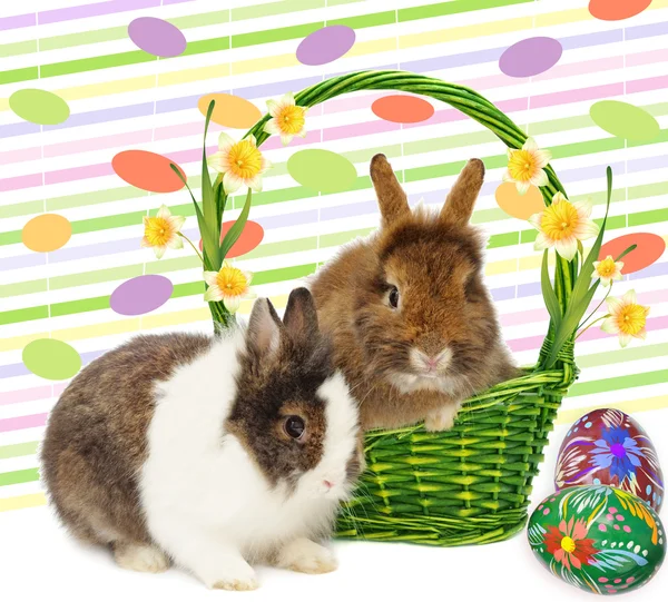 Кролики в корзине с нарциссами и яйцами — стоковое фото