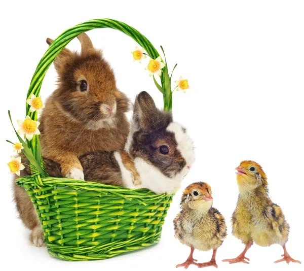 Conigli con fiori gialli e polli — Foto Stock